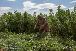 Photo de Pierre Besse dans son exploitation