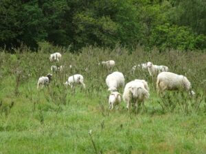 Exploitation de Cédric De Guillaume