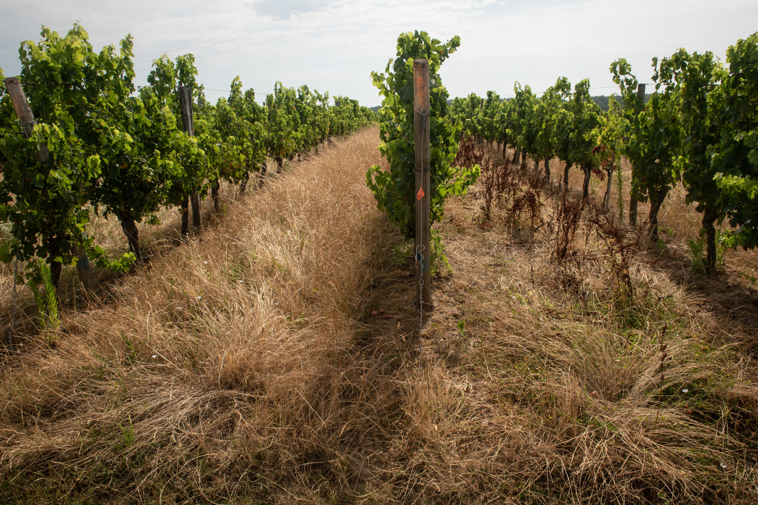 Vignes de Buzet