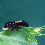 Améliorer les régulations naturelles