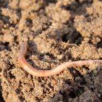 Augmenter la fertilité des sols