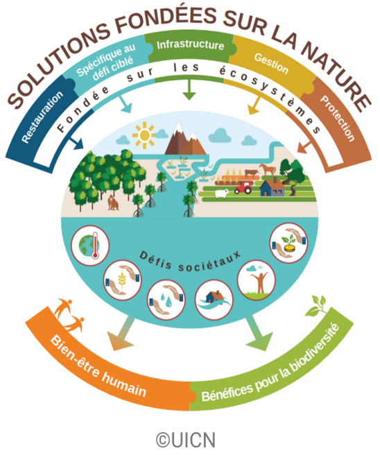 Illustration du concept des Solutions fondées sur la Nature