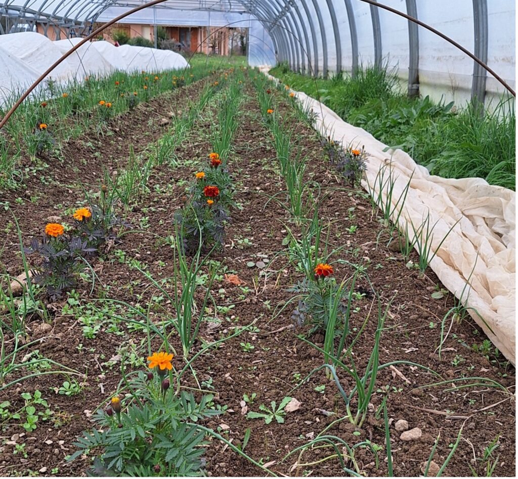 Tagète en alternance sur les rangs d'oignons